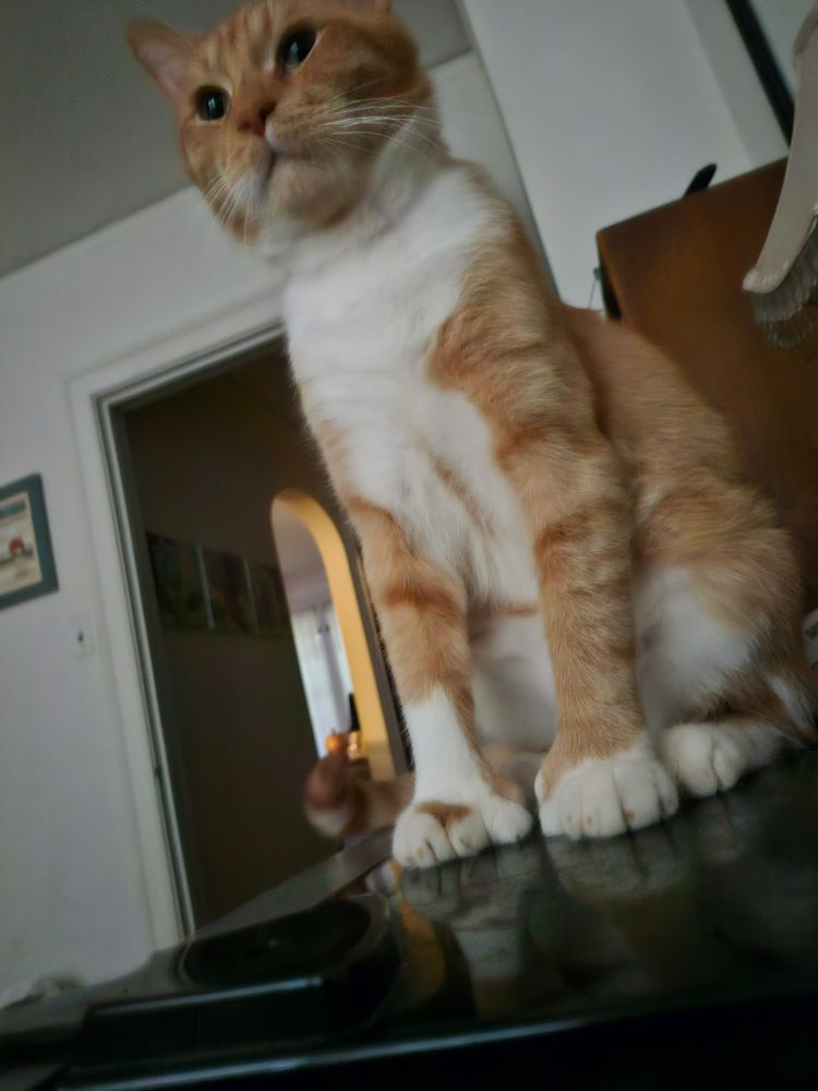Ginger boy sitting on a flat surface elevated over the camera so his feet are at eye level. He's sitting on his haunches, looking over you. His chest and belly are white, his feet mostly white with ginger spots and freckles. His extra toes are prominent, not aligned with the standard four, stacked up on the side of the foot.