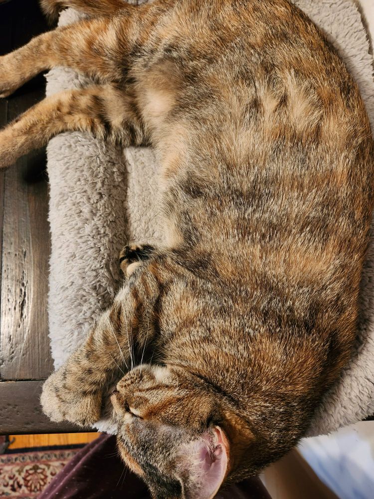 A little dilute tortie fast asleep on her kitty bed. 
