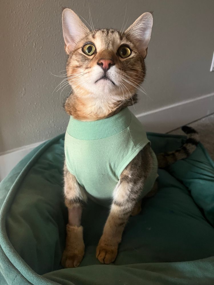 A wide-eyed tabby cat sits in a fuzzy green dog bed. He’s wearing a pale green onesie.