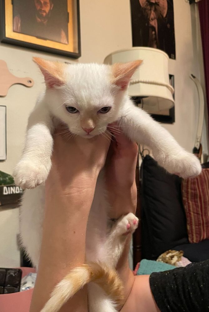 Small white kitten with read ears and tail held in the air with ears down and eyes squinted making a grumpy face.