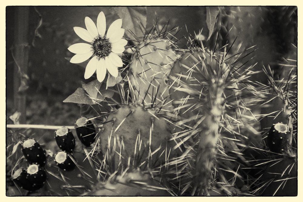 B&W Photograph of a spiky opuntia cactus with fruit and a black eyed susan flower all delicately splayed against the spines.