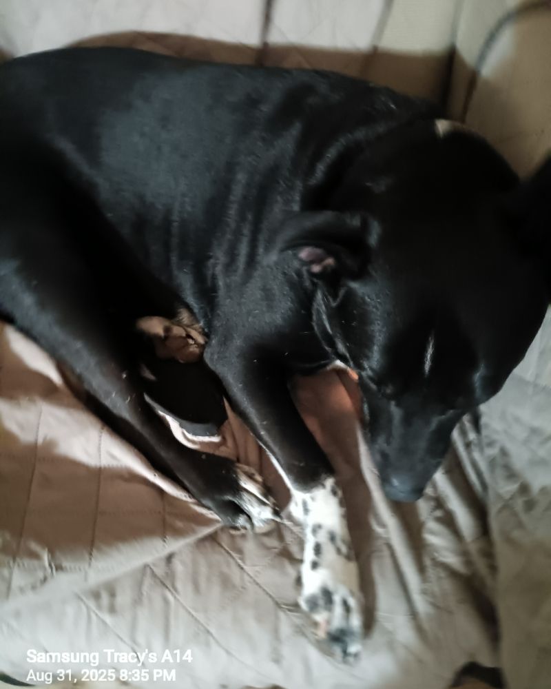 Mia, a black & white dog, moving after I interupted her nap.