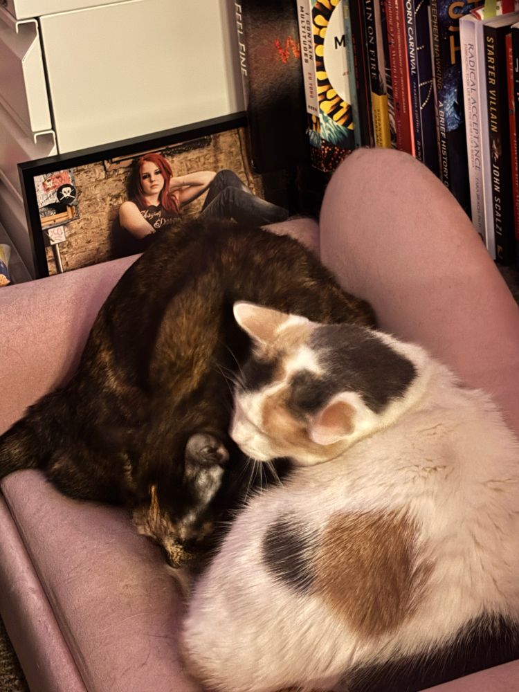 a photo of two cats (a tortoiseshell and a calico) on a pink toddler couch cuddling 