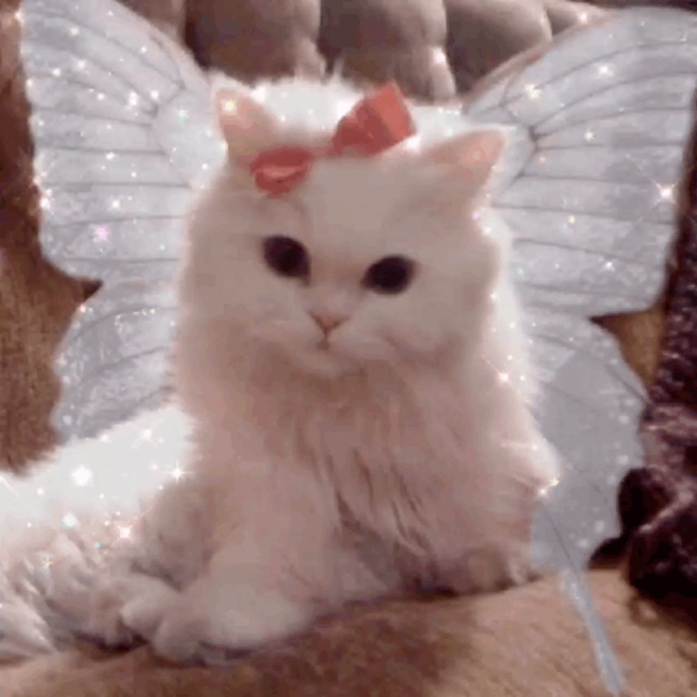 a white cat with butterfly wings and a red bow on its head .