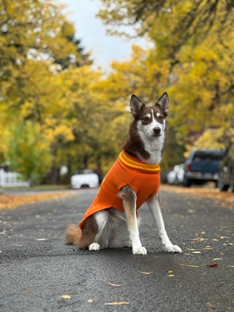 A regal husky in an orange sweater on a fall street. 