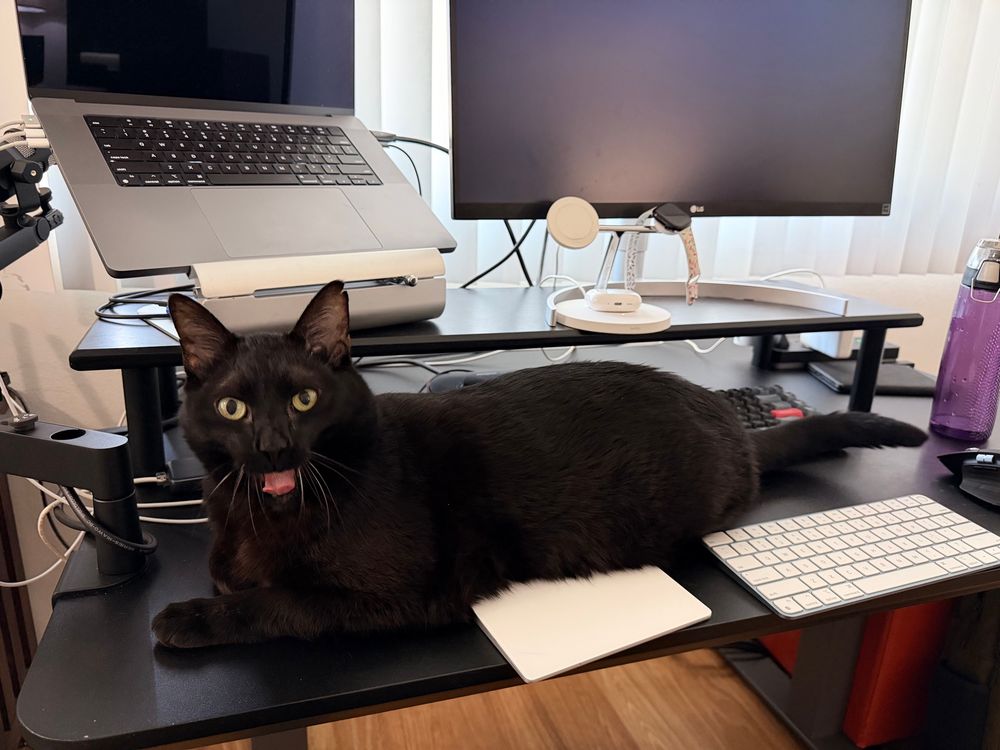 A black cat starts to yawn.