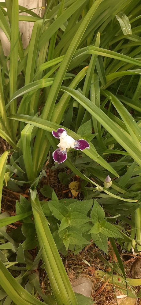 The Iris is peaking out from behind long, sharp-looking Lily leaves. The Iris is white in the center and purple on the outer petals.