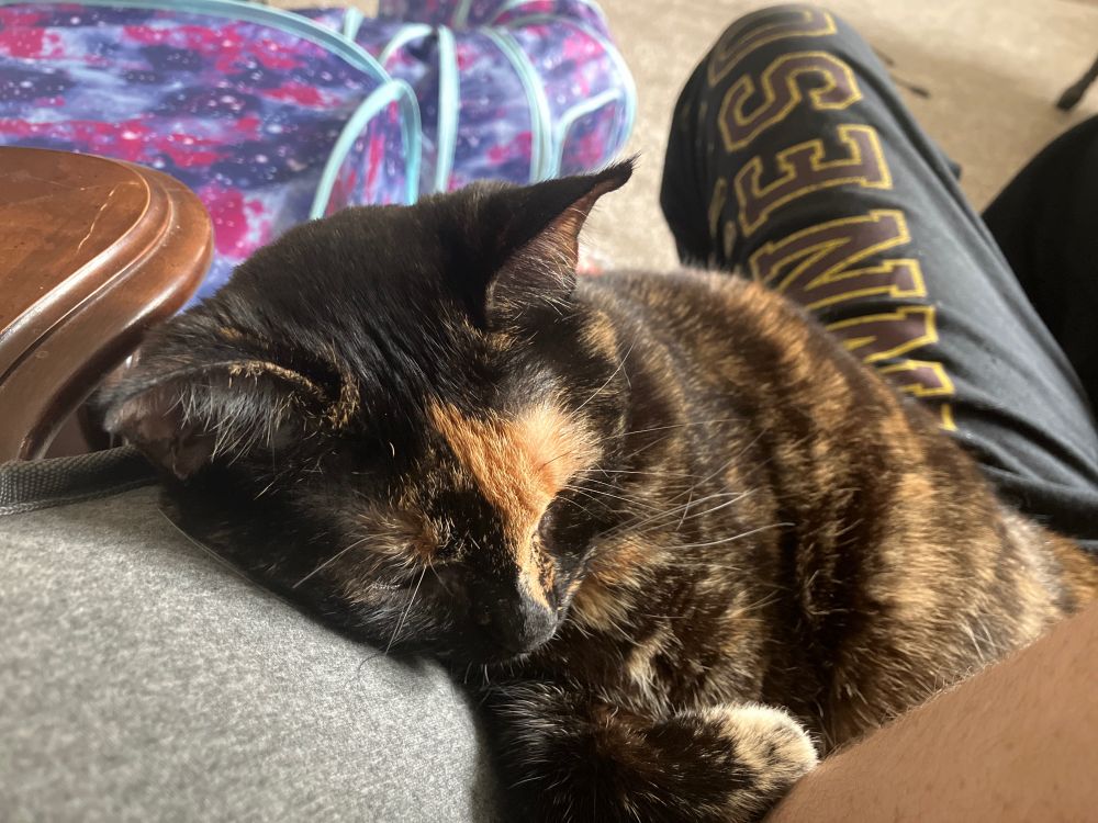 My cat all curled up so she can fit on a chair next to me. She's a short hair tortoiseshell named Flammea. 