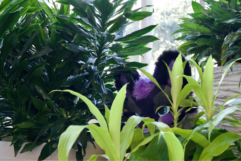 fursuit peeking out behind potted plants
