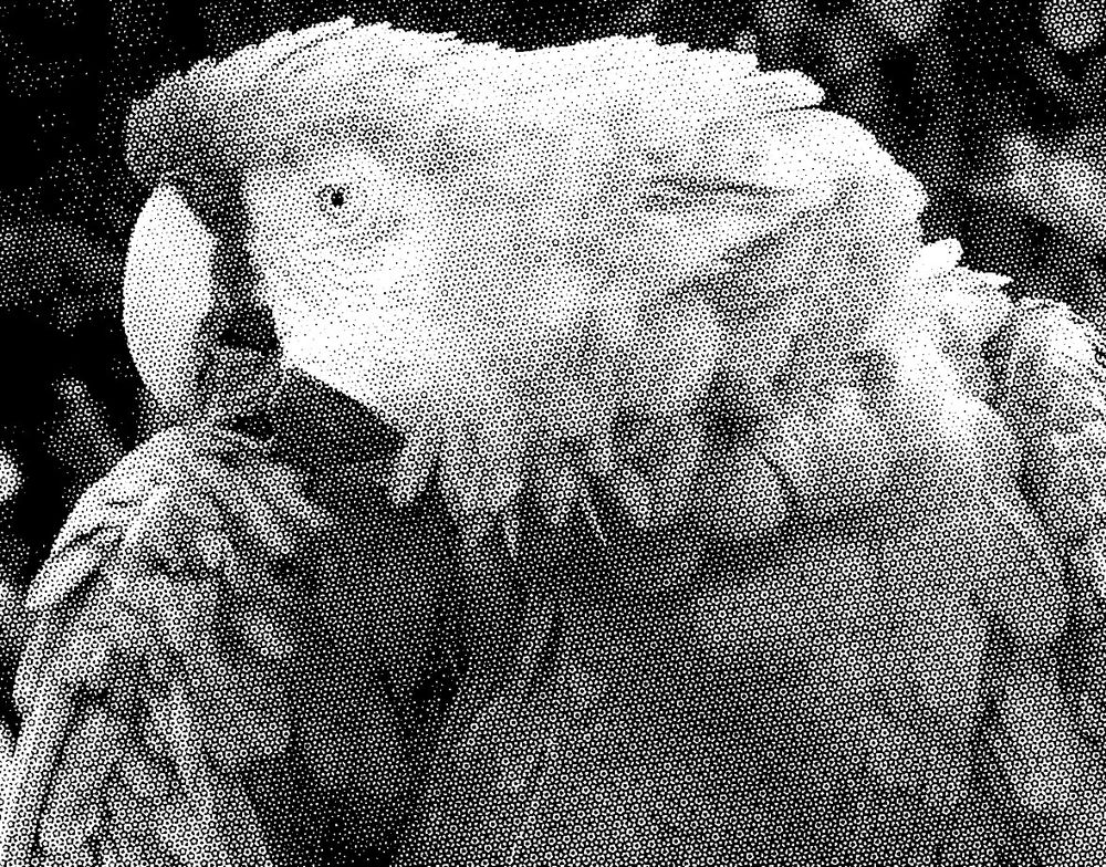 A commonly-used stock image of a parrot, rendered in black and white stippling with a pentagonal lattice of dots. The dots form aperiodic star-shaped clusters due to the fact that regular pentagons cannot tile the plane.