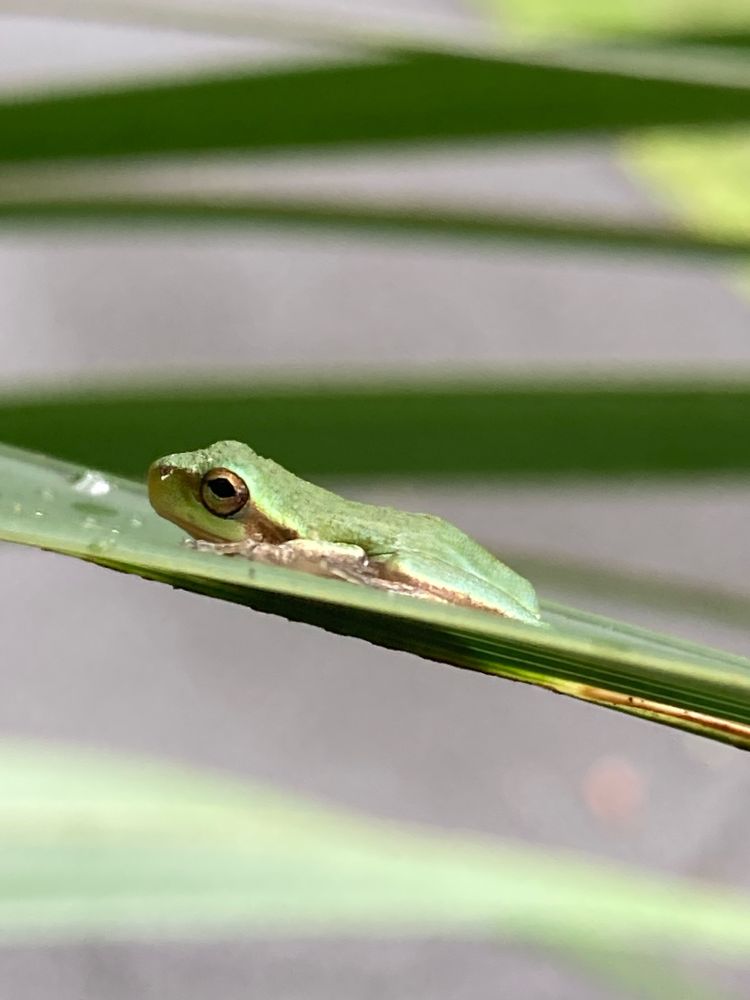 Tree frog