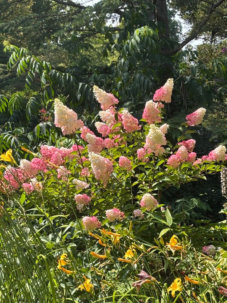 Pink and white cone shaped panicle hydrangea amid greenery and yellow day lilies. 