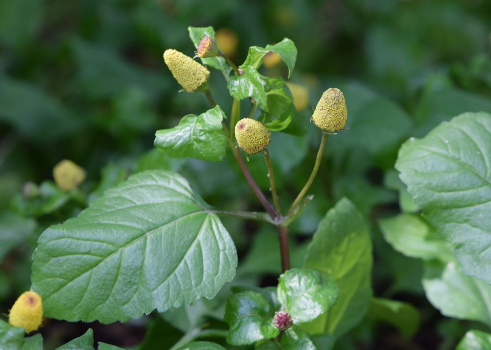 Acmella oleracea in the Botanischer Garten, Berlin-Dahlem (alt text from Wikimedia)