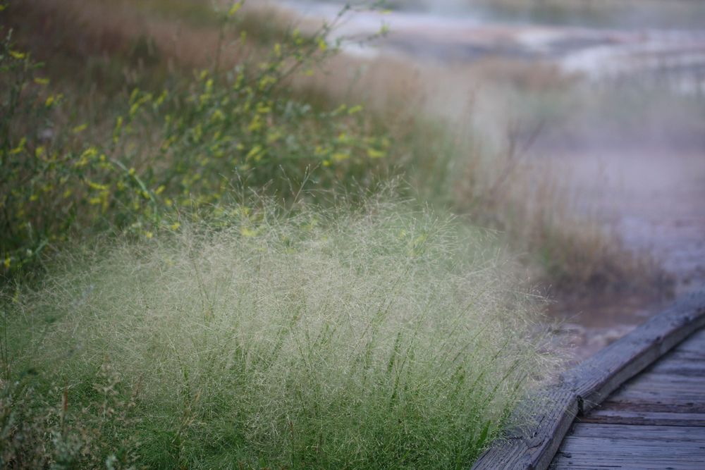 The open diffuse panicles typically bear dark purplish small spikelets (1.5-2 mm long) but here in late August the spikelets have assume a straw-coloration. (alt text from Wikimedia)