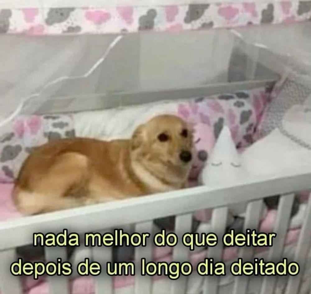 cachorro amarelo dentro de um berço com a legenda "nada melhor do que deitar depois de um longo dia deitado"