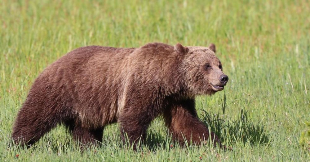 Two groups’ push for modifications to the ESA ties in with their stance that grizzlies have fully recovered in the region and states should lead the management of recovered populations.