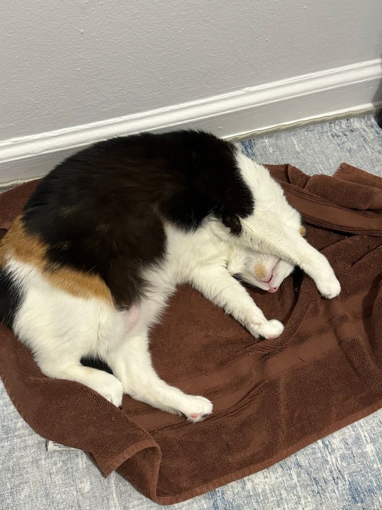Calico cat sleeping on a brown towel on the floor in my home office. 