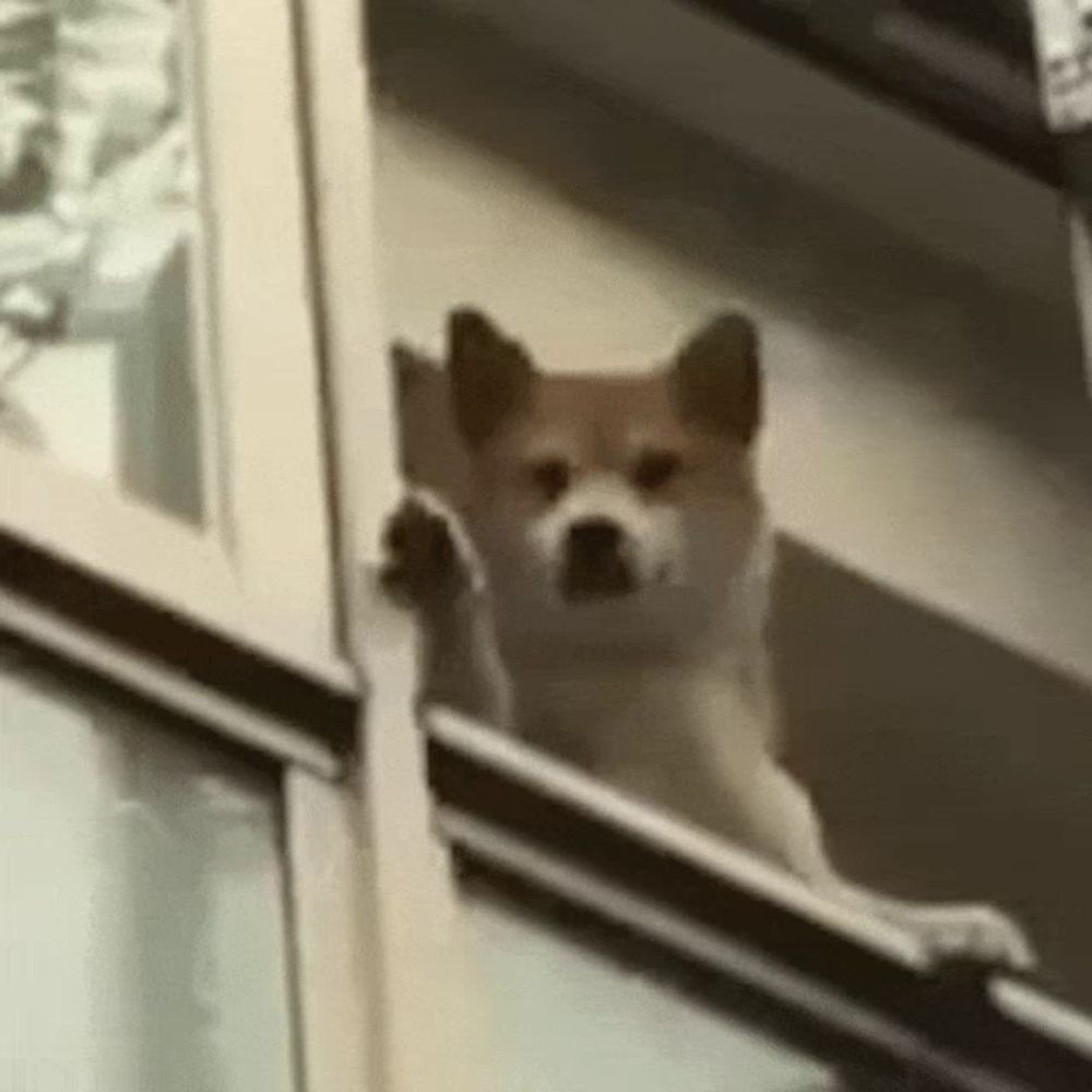 a brown and white dog is standing on a balcony looking out of a window .