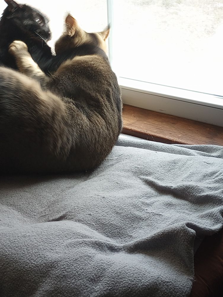 The cats are full on fighting.