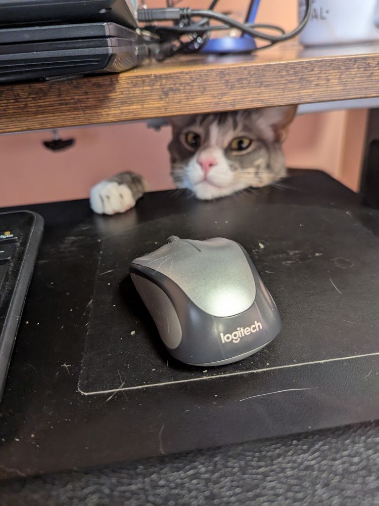 Cat peering over a table to see a computer mouse