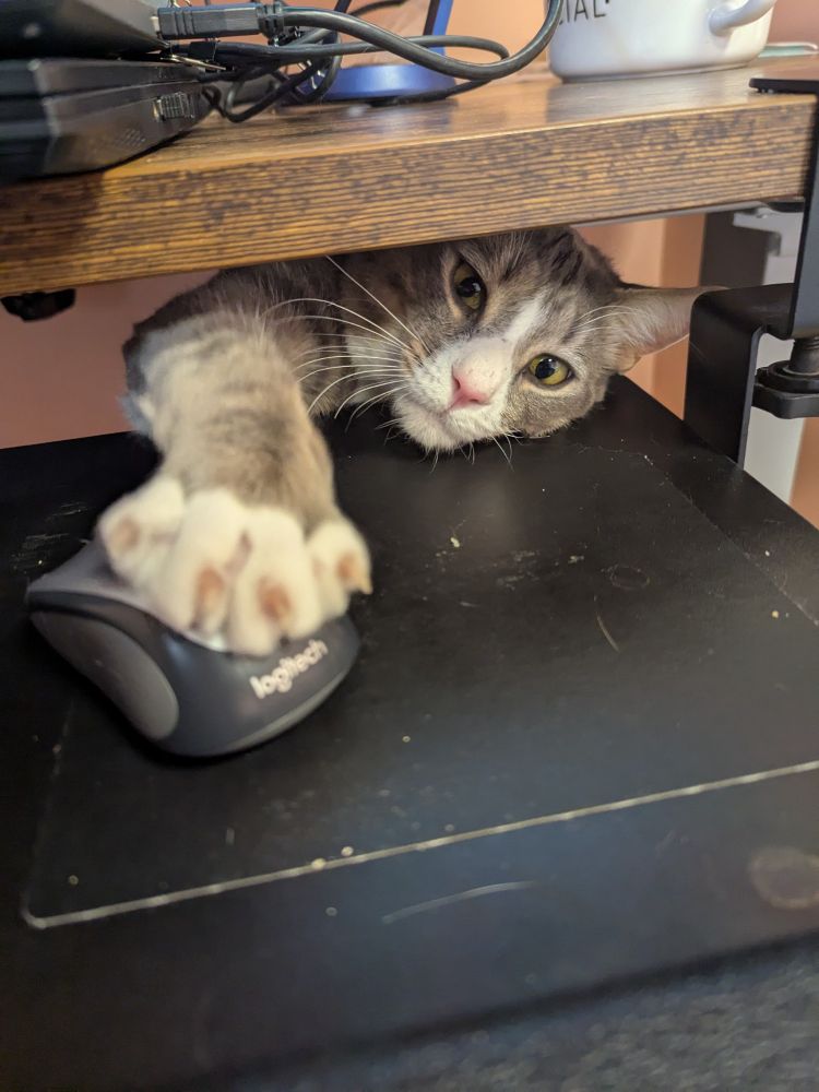 Cat hitting a computer mouse with its paw.