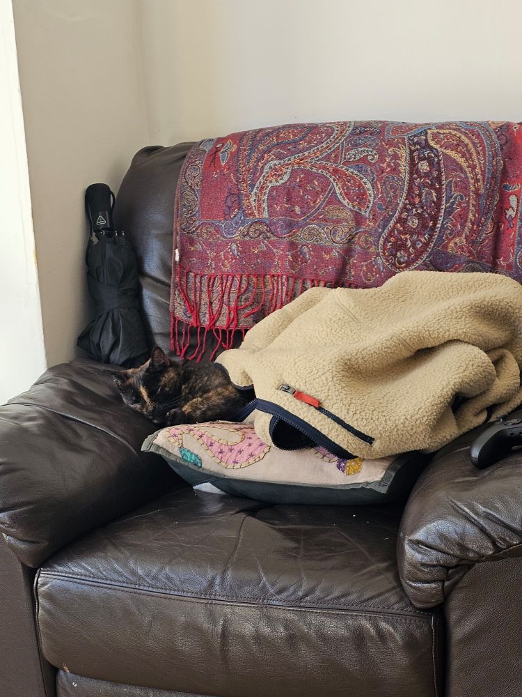 a beautiful gorgeous tortoise-shell cat snuggling up under a fluffy coat