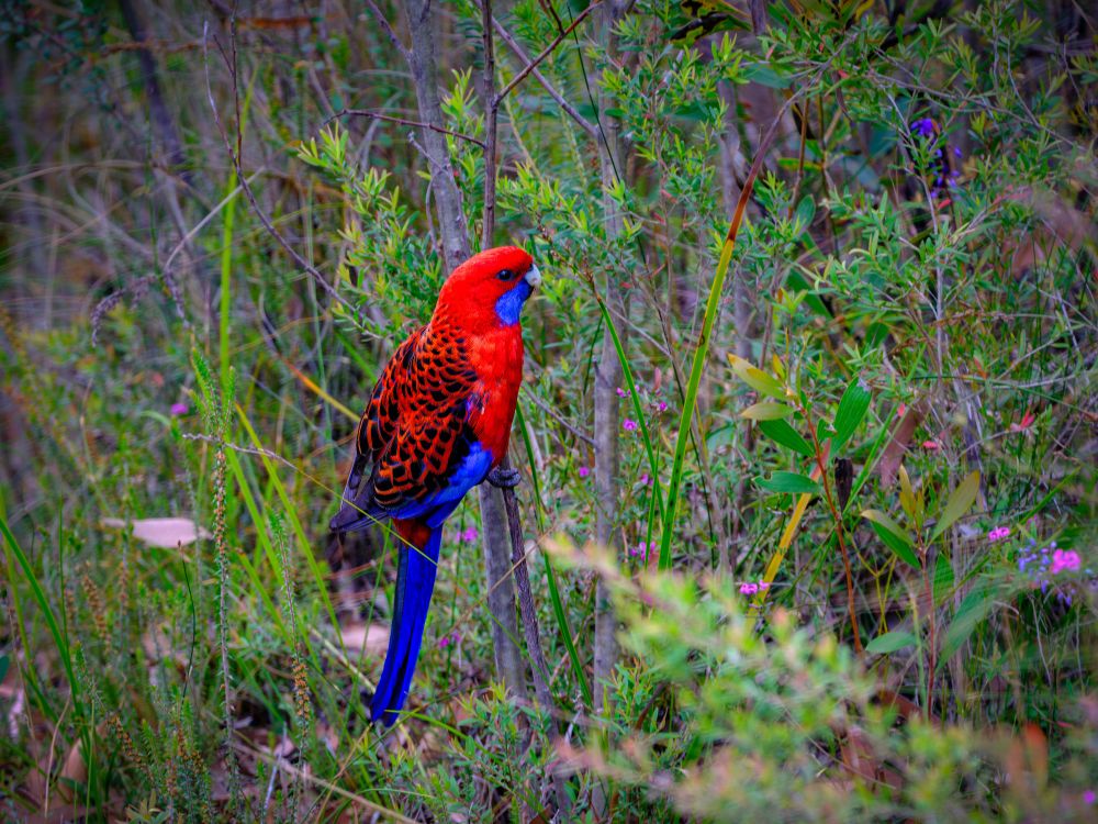 A bright crimson rosella sits perched on a thin branch amid dense Australian bushland. Its vivid red head and chest contrast sharply with deep blue wings and tail feathers, while patterned black markings run across its back. Surrounding it is a tangle of green stems, small leaves, and scattered pink wildflowers, creating a textured, layered backdrop.
The scene feels like a brief pause in motion—an unexpected burst of color holding its ground in the quiet, tangled greenery.