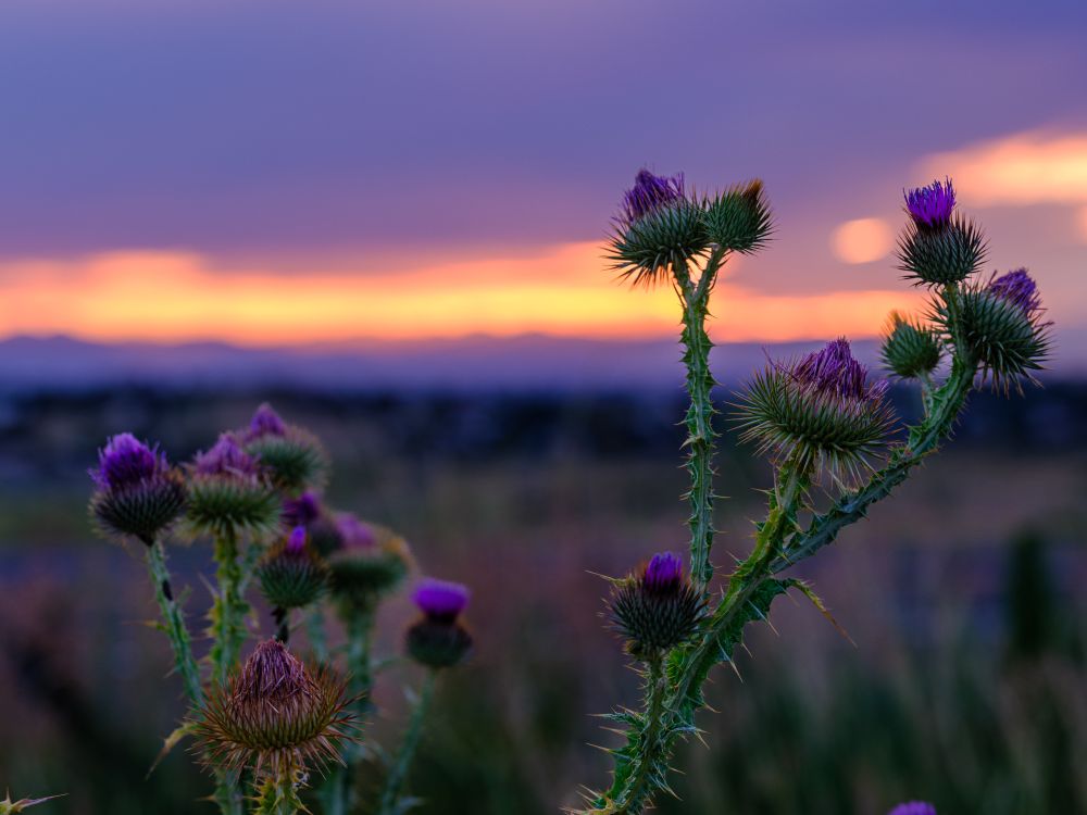 A group of Scotch thistles rise sharply against a glowing sunset sky. Their tall stems are covered in sharp spines and fine hairs, with spherical flower heads capped in purple blooms. The thistles dominate the foreground, while the background—blurred by shallow depth of field—shows a glowing horizon in orange, pink, and violet hues above distant mountains. The landscape appears dry and open, suggesting a prairie or grassland edge.

Scotch thistle (Onopordum acanthium) is an invasive species in much of the American West. Its size and seeding power crowd out native plants, making it a problematic guest despite its dramatic silhouette. The photo captures both its striking beauty and the quiet tension of a species that doesn’t belong but thrives anyway.