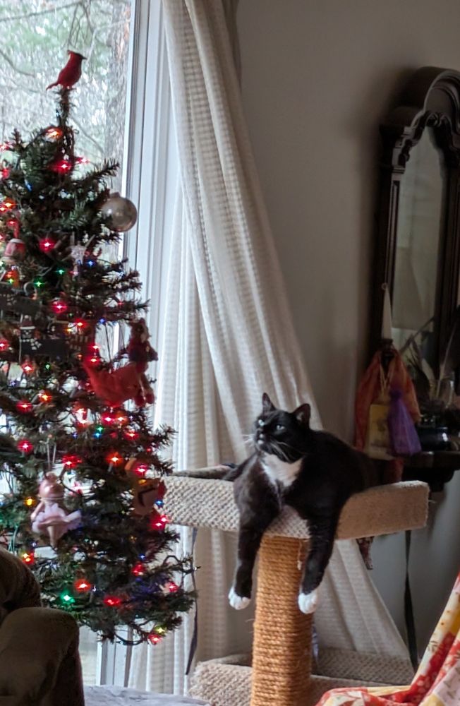 At left, a 4-foot Xmas tree sits on a side table in front of a window. It has multicolored lights and many delicious--sorry, I mean different--ornaments. Just to the right of the tree, a large tuxedo cat lounges in the top of a 2-level cat tree, with his arms over the edge and dangling straight down, while he looks up speculatively at the tempting ornaments. Does he want the stuffed cat in a sweater? The stuffed polka dot cardinal? Or the realistic cardinal tree-topper?