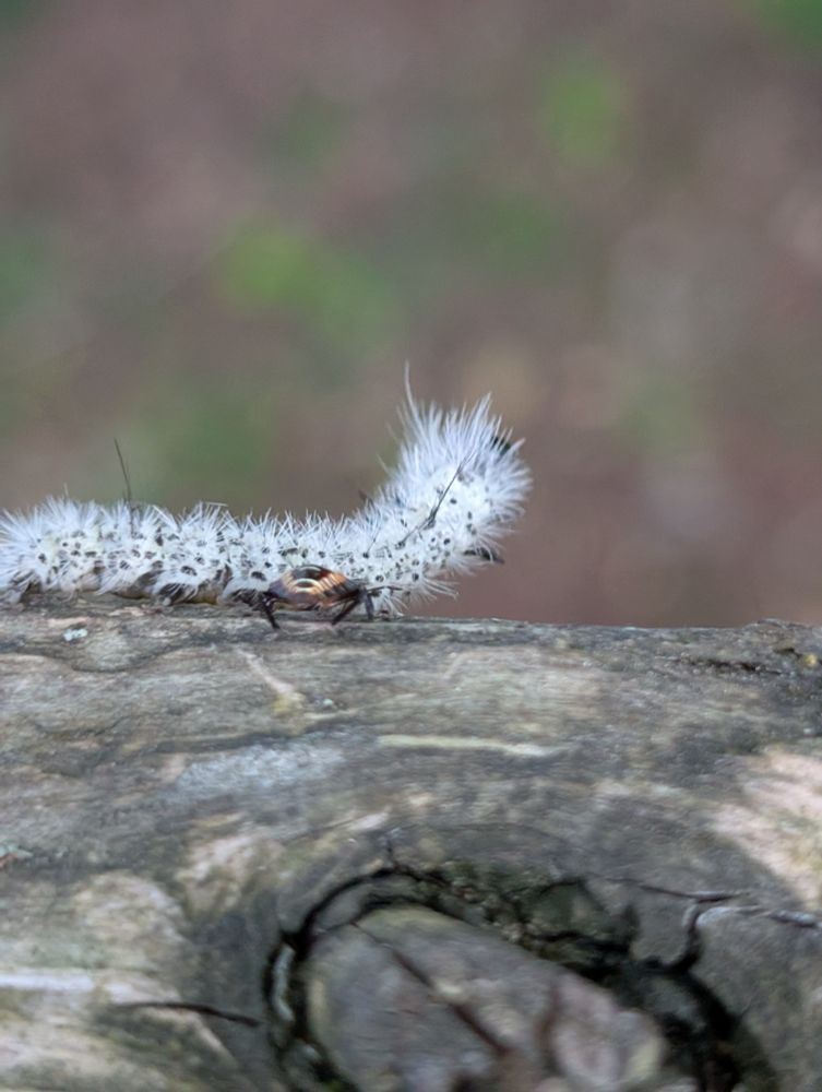 A fuzzy white and black hickory tussock moth caterpillar at the edge of a deck railing rearing up with its front legs. We can see a small possible arachnid with a yellow and black carapace attacking it from our side. The way they were moving together I think it was biting the caterpillar, but I couldn't get a good picture.