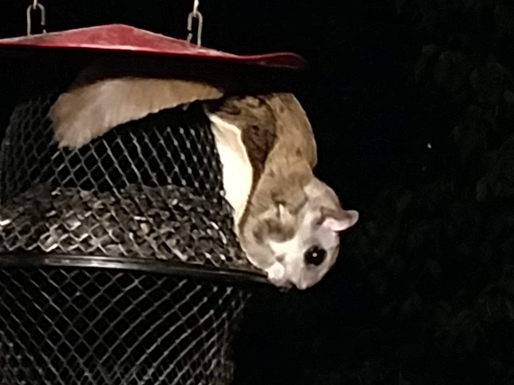 Old pic of a tiny adorable flying squirrel hanging upside down on a wire mesh feeder on our deck, monching a seed with both hands. Grey/brown above, cream below, huge eyes. It looks incredibly soft and sleek.