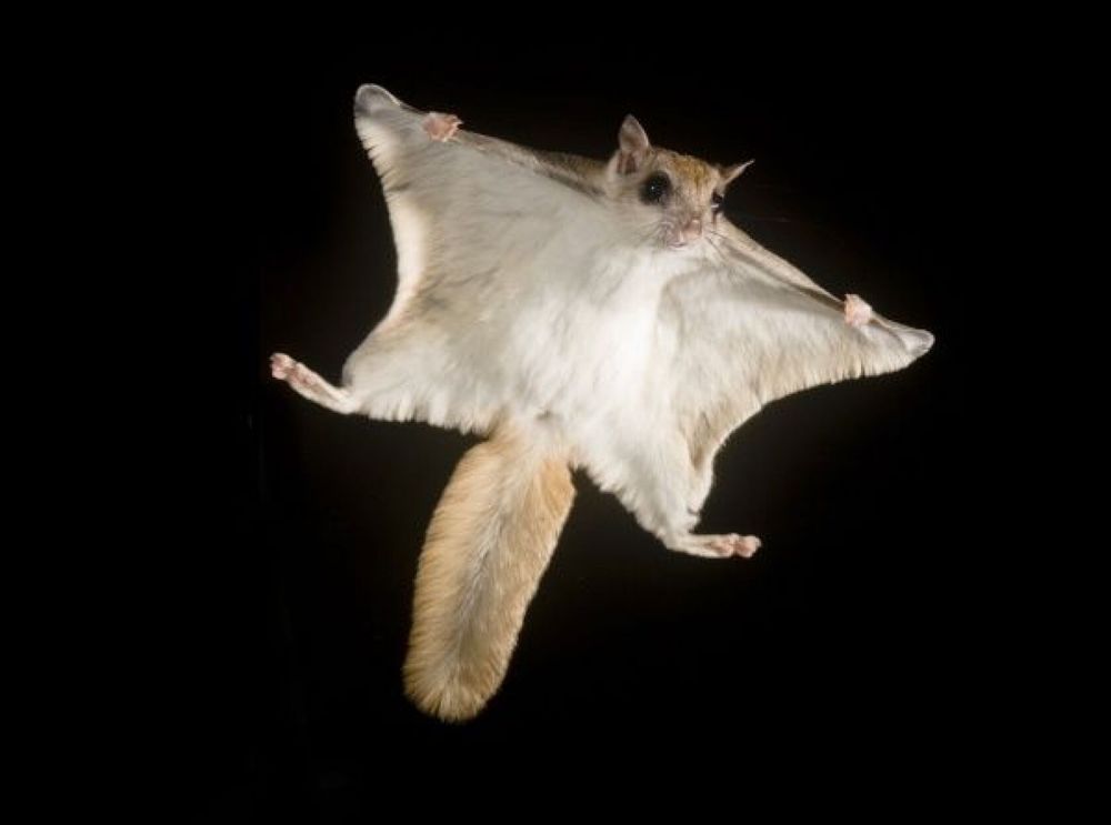 Same brand of flying squirrel, photographed in mid-air. All limbs splayed, tail floofed out flat and acting as rudder, enormous eyes. This is a bat crossed with a small squirrel crossed with Batman crossed with the cutest stuffed animal you've ever seen. Its side "wings" extend just beyond its tiny little front paws, so it looks like it's holding its cape open as it soars through the air.