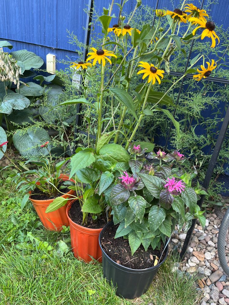Three flower pots, two orange and one black. From left to right you have: a cone flower, which in this photo you can only see the green leaves of the plant. Then black eyed susans, tall green leaves and stems with bright yellow/orange flowers with black middles. Then the last is a much shorter plant, bee balm, with shaggy pink flowers and darker green leaves. 