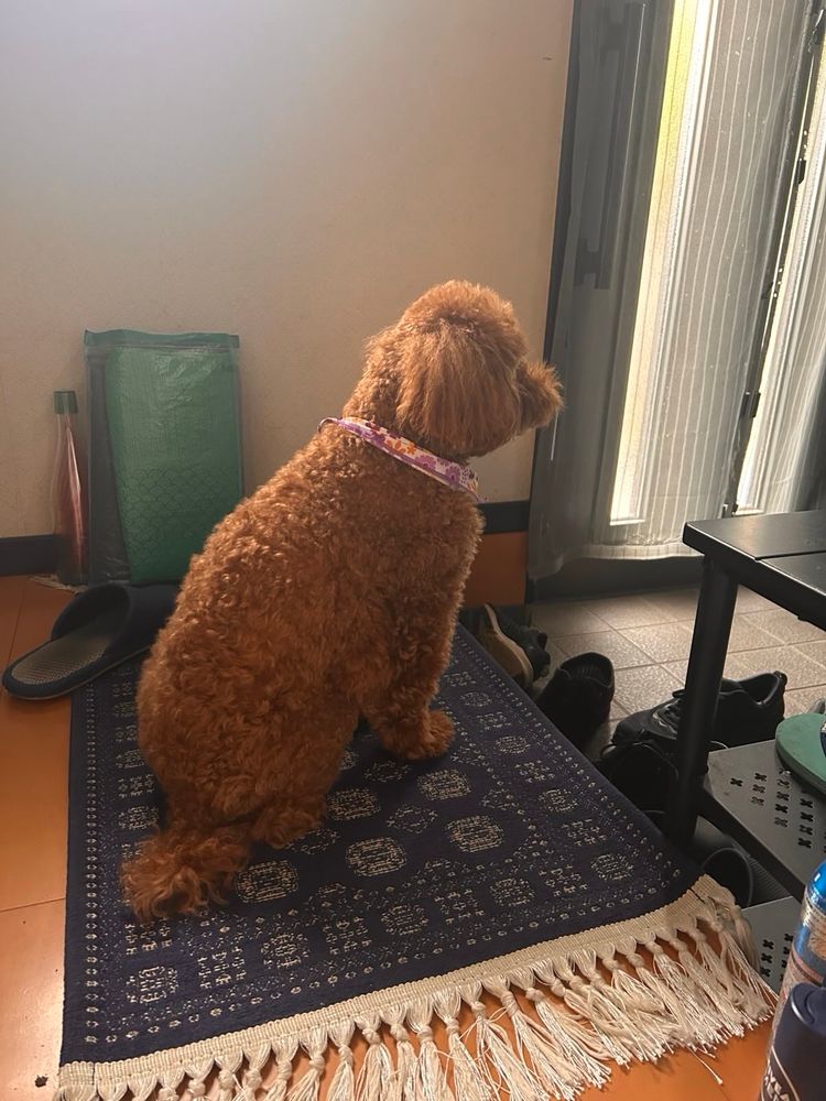 My dog waiting for me to get home from the gym.