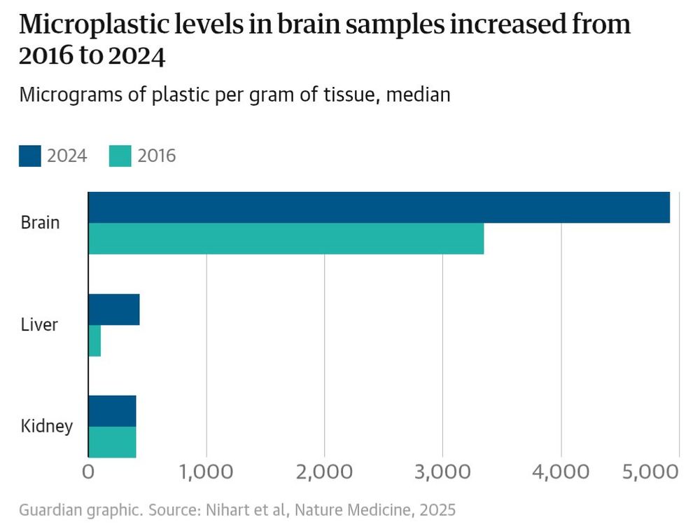 A bar graph from The Guardian showing a precipitous rise in micrograms of plastic per gram of brain tissue in samples taken from 2016 to 2024.