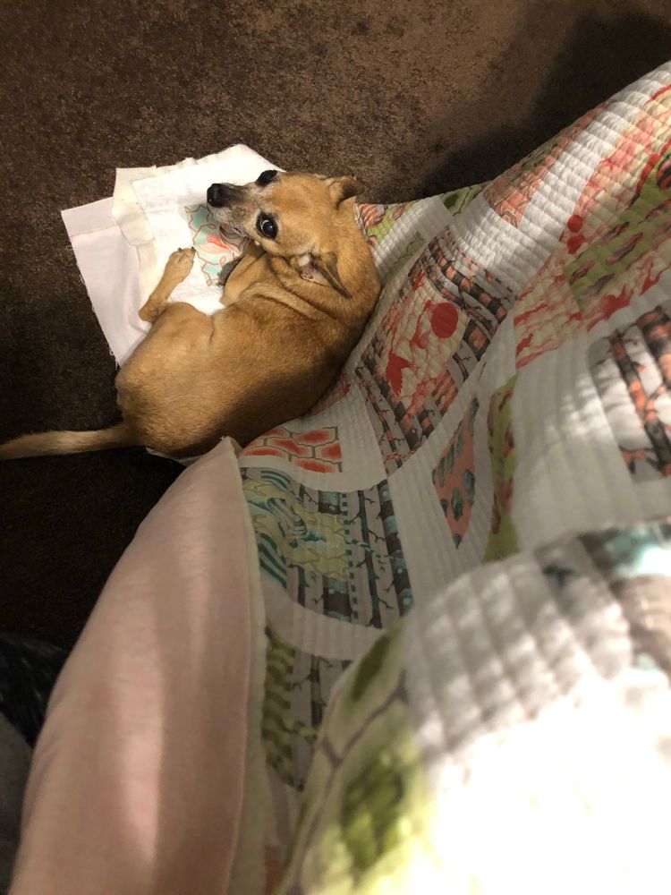 Small blonde deer head chihuahua lying on the corner of an unfinished quilt, making it impossible to continue working on it. Quilt is White, pink, gray, blue, and green. Carpet is dark brown. Angle is straight down. Dog is looking up at camera knowing he’s in mild trouble.