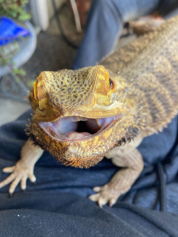 A happy beardie smile