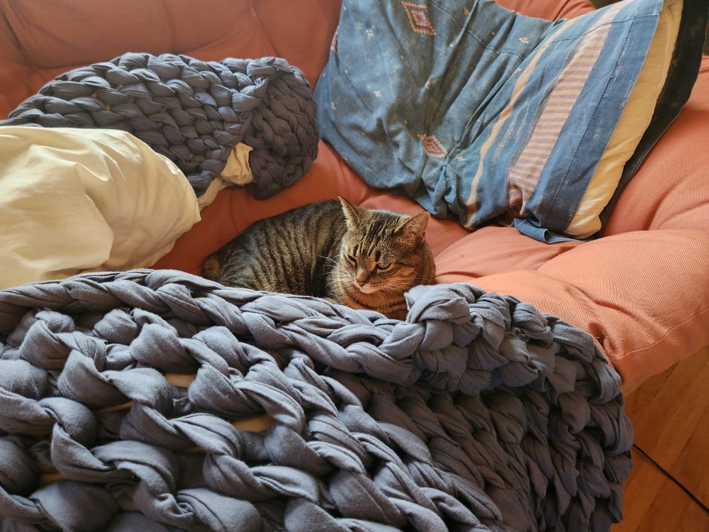 portia the cat glowering from within walls of weighted blanket.