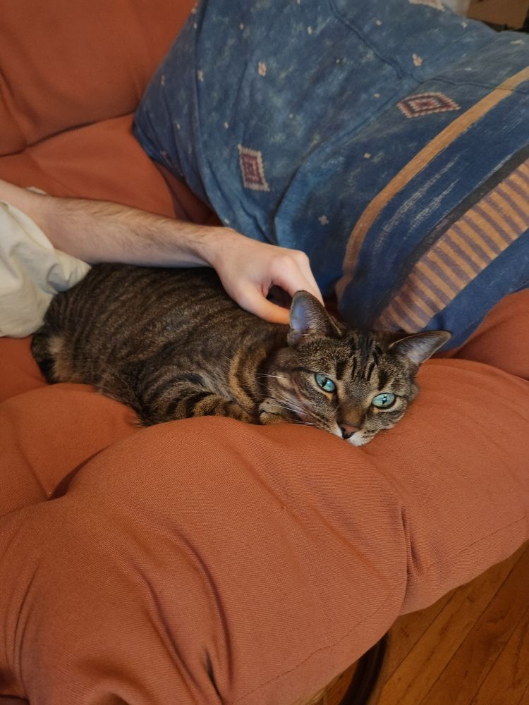 partner scritching portia on the lab chair.