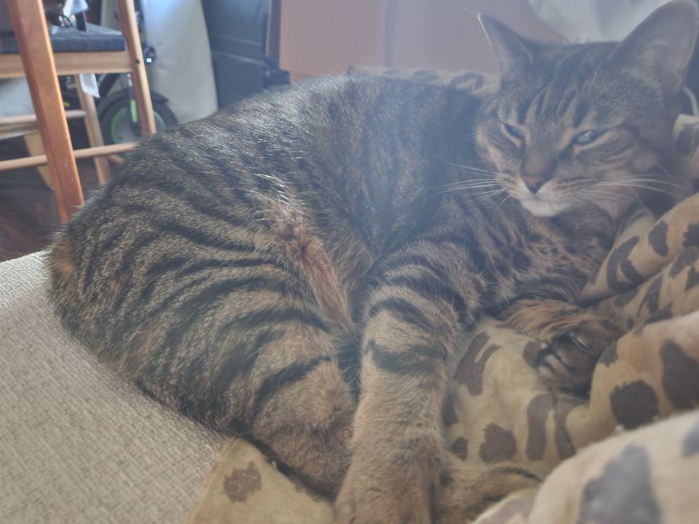 Portia the cat curled halfway on a blanket on a couch. her eyes are mostly but not entirely closed. the image is somewhat washed out from sunlight above and behind her