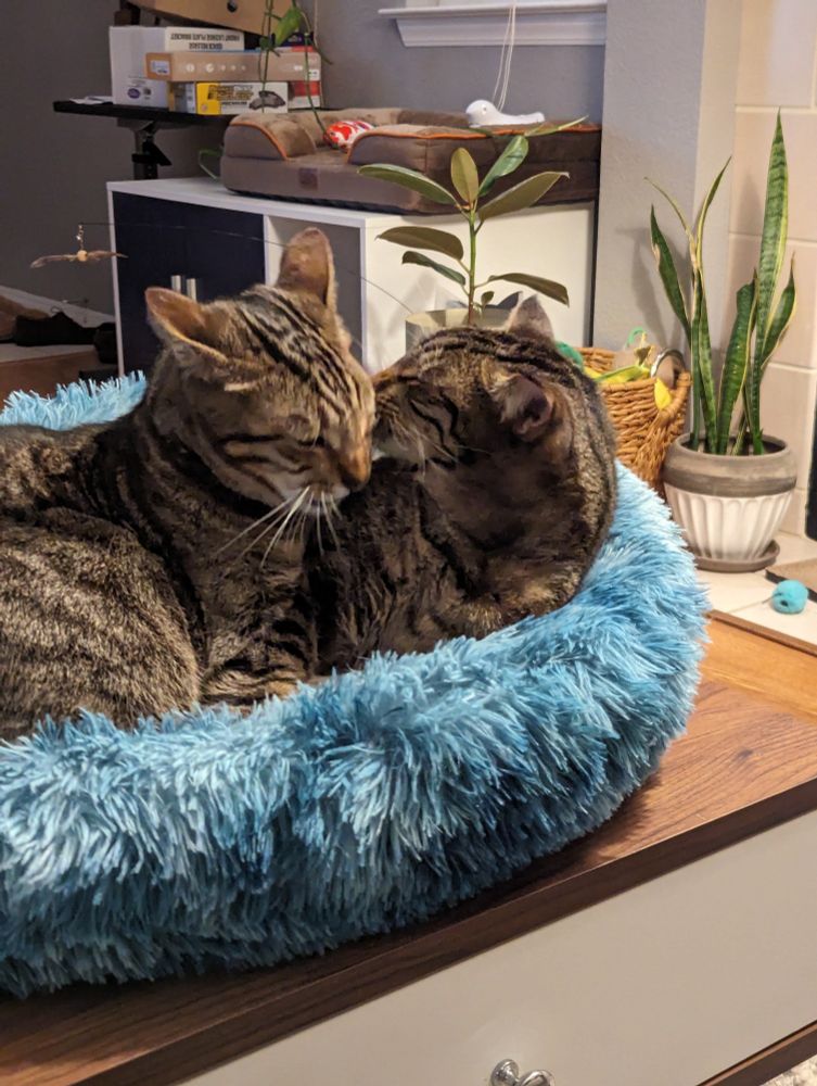 My two cats, Momo and Appa, both trying to lick each other at the same time. There's some motion blur because the grooming is so intense and affectionate.