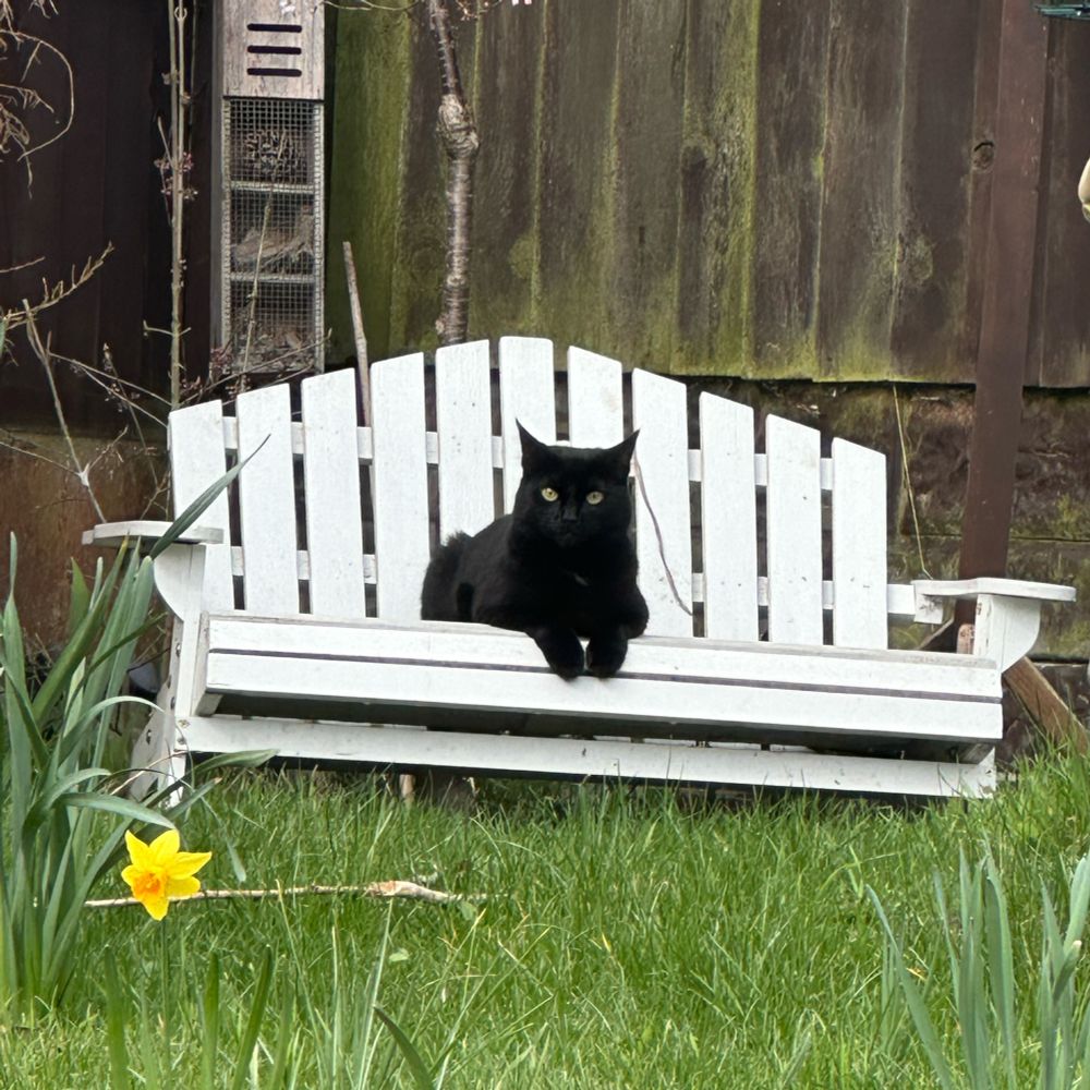 Black cat relaxing on a white wooden bench 