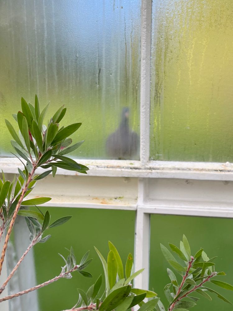 Photograph taken from inside a Victorian glasshouse in a park.

The windows are steamed up, obscuring the view outside the glass. Perched on the outside frame of the glass is a large woodpigeon, details slightly fuzzy from the condensation.

The bird has turned to look directly in, giving it a shape and appearance exactly like villainous penguin Feathers McGraw from the Wallace & Gromit animations 