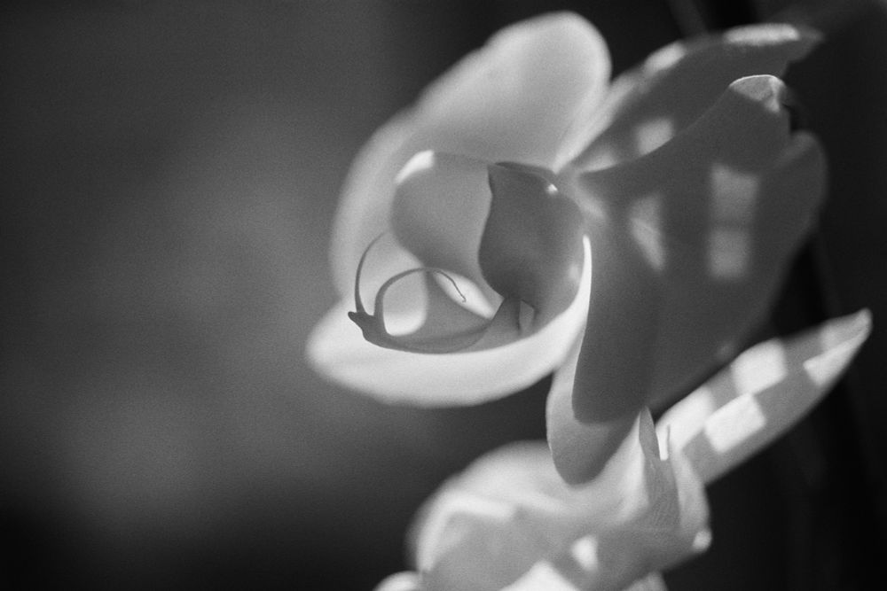 Close up black and white photograph of a couple of large white Phalaenopsis / moth orchid flowers.

The flowers have an almost sculptural quality to them, and the closest one has a prominent sweeping feature in the centre that resembles a delicate figure reaching out and upwards like the figurehead of a ship.

The background fades to dark, but the flowers are lit by bright sunlight coming through a window blind that is out of shot - the blind creates sharp, striped shadows that give the petals of the flower an intriguing almost chequerboard pattern to them.
