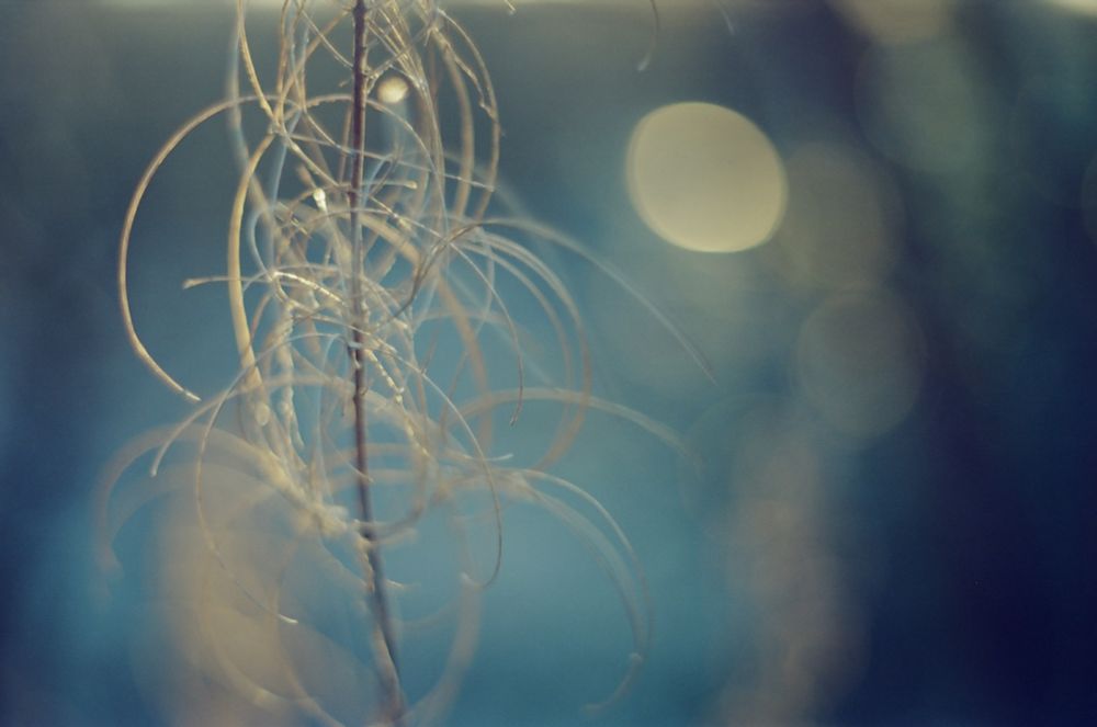 Dreamlike close up colour photograph of a dried out plant stem in winter.

The plant has a number of sweeping curved hairlike tendrils coming out from a central stem. They glow a soft yellowish tone in the low sunlight, contrasting with a deep blueish background.

Points of out of focus light can be seen amongst the blue of the background, including one large oval-shaped yellow patch that reminds me of the moon in a night sky.