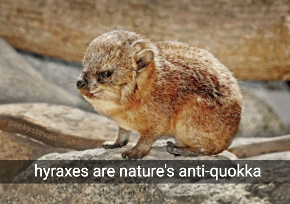 Photo of a hyrax which is a small furry animal that appears to have an angry expression on its face sitting on a rock text reads "hyraxes are nature's anti-quokka”
