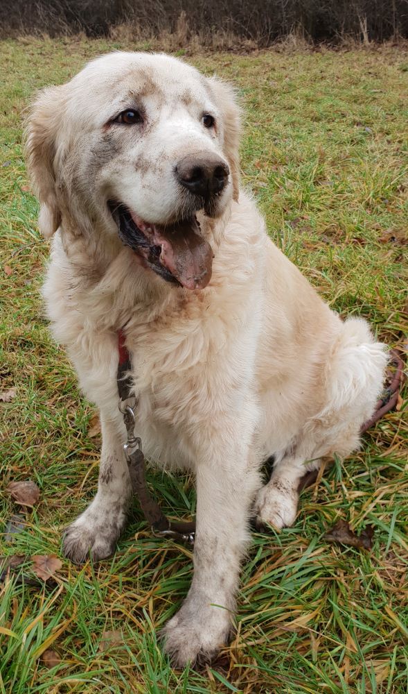 Benny, Golden Retriever