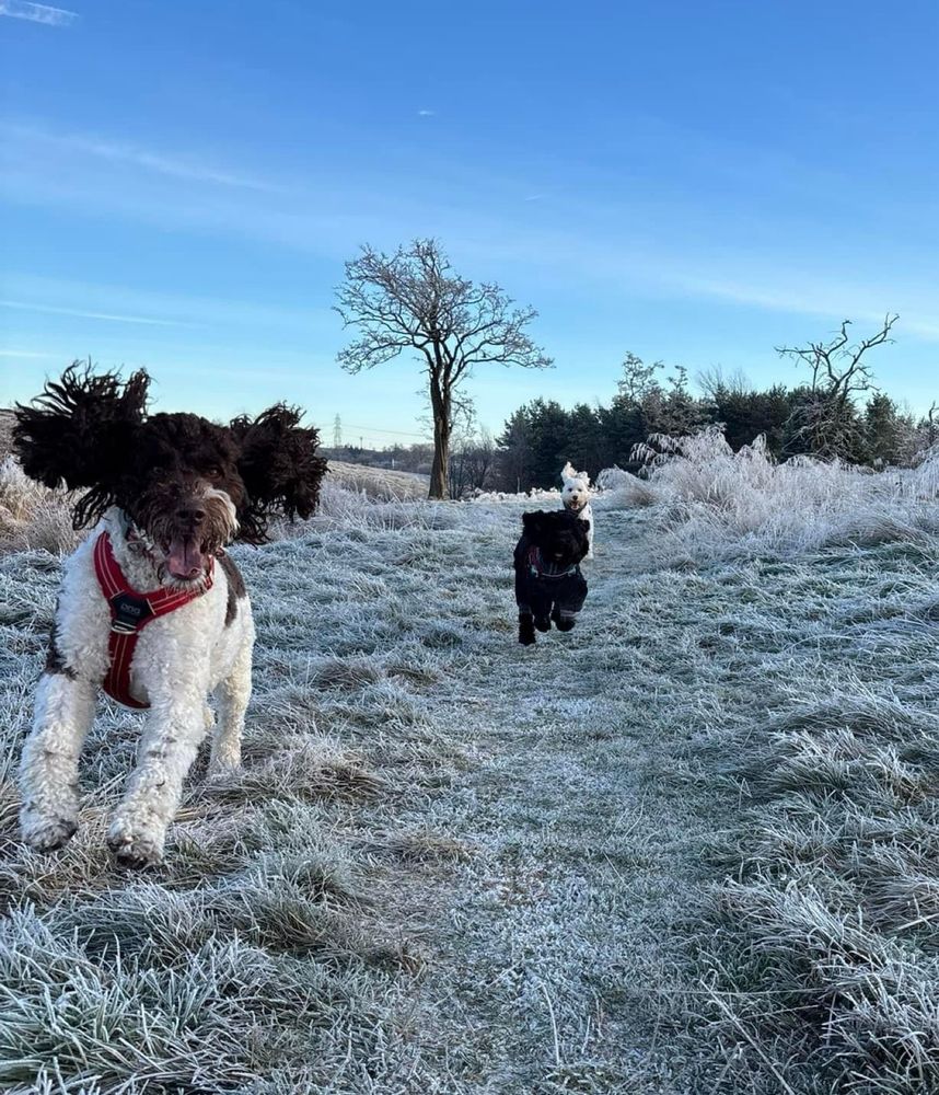 Brown Parti labradoodle running towards you with ears flapping on a lovely frosty day
