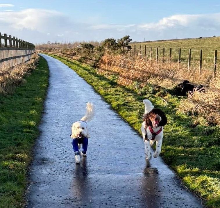 Brown parti labradoodle and a cream cockapoo running