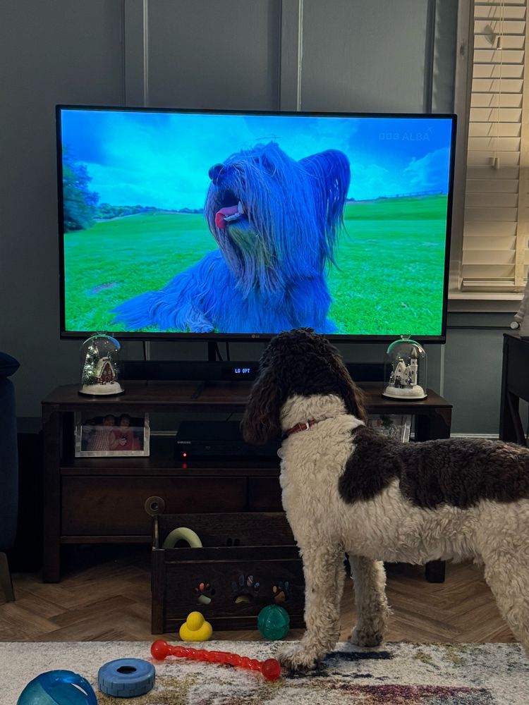Brown Parti labradoodle watching a dog on the tv. 